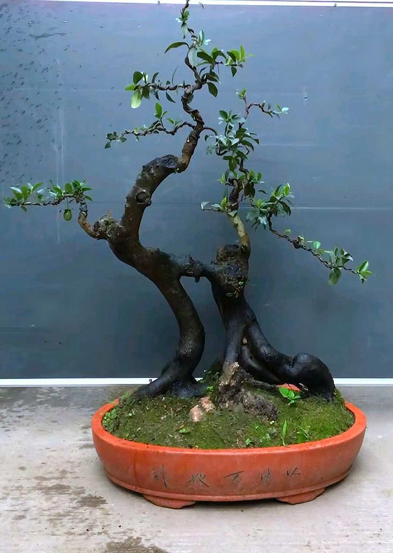 喜欢金弹子的朋友看过来,这里有许多罕见的金弹子盆景可以欣赏哦