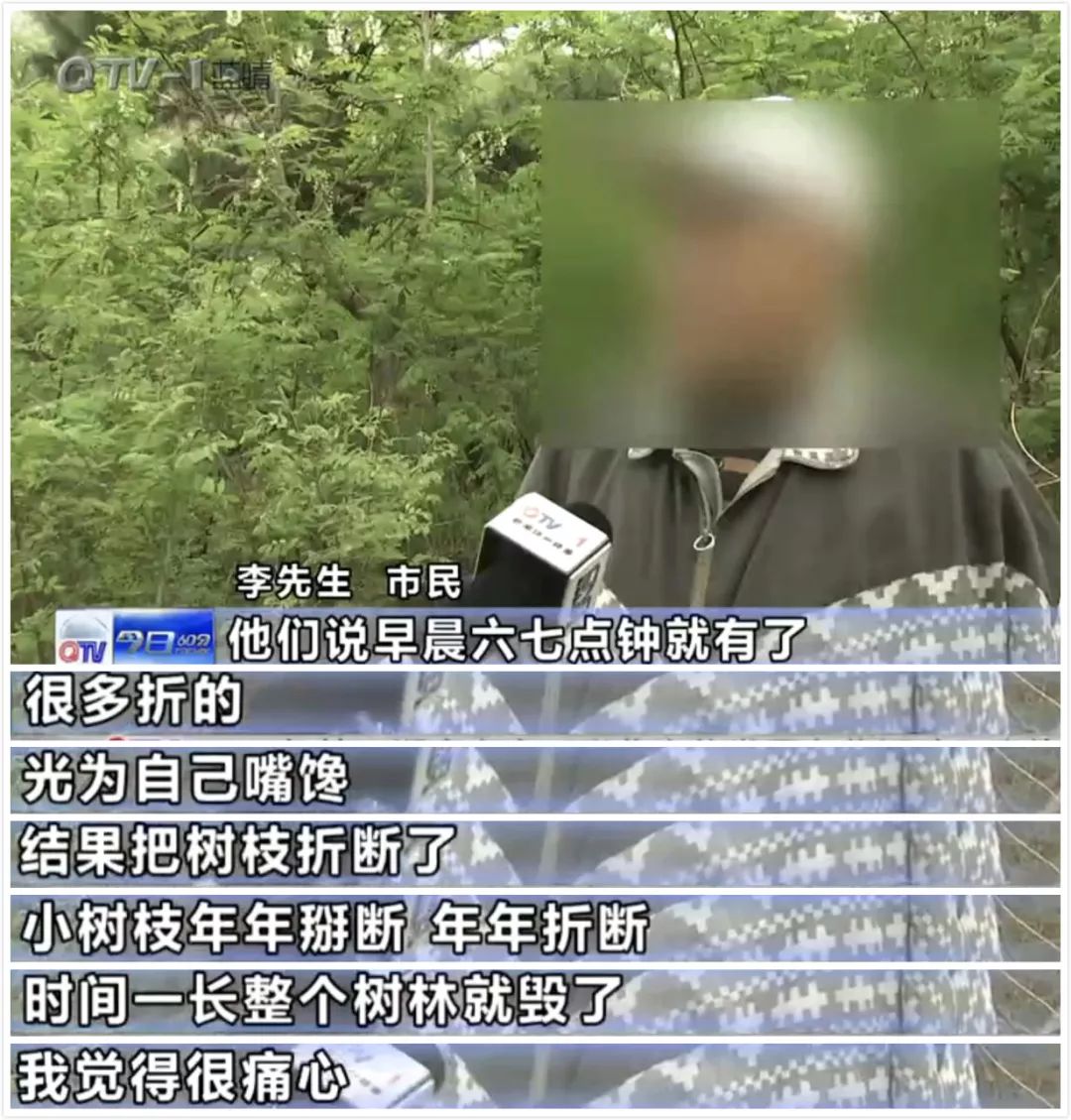 危险为了吃这东西青岛一女子爬上3层楼高大树树叶撸掉一大片