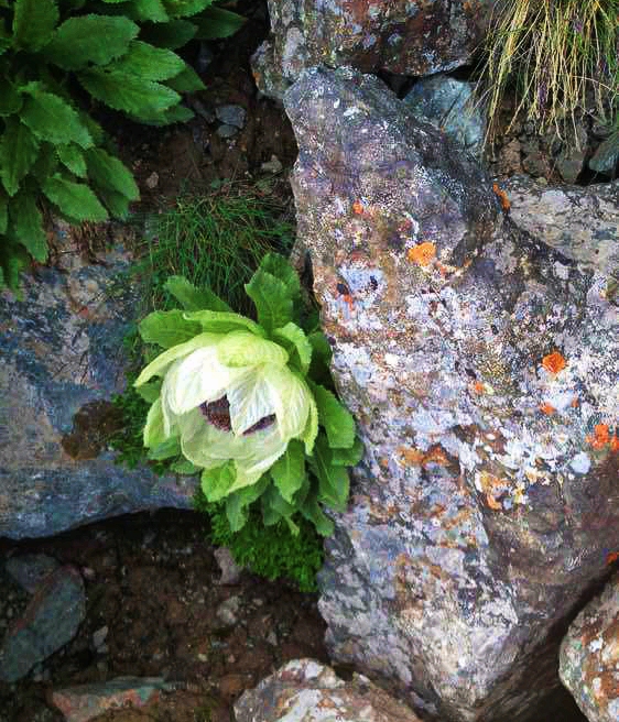 这种花是《山海经》中的百草之王,堪称"中华仙草",如今快灭绝