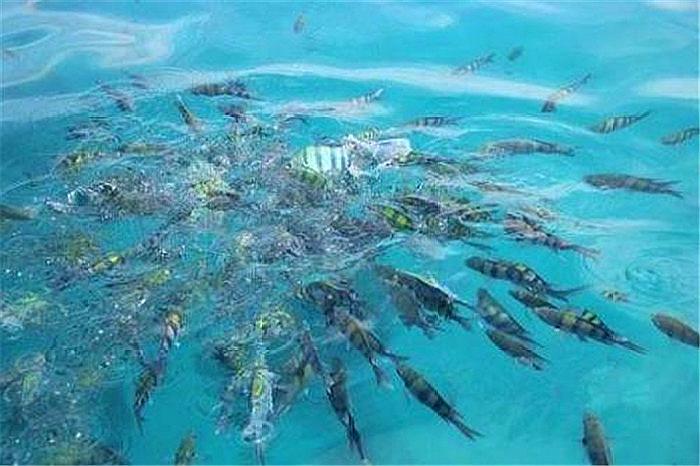 西藏鱼库作为世界上鱼最多的湖,达8亿多公斤却没人敢垂钓