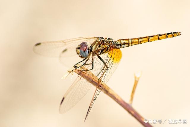 蜻蜓是比较常见的一种动物,那么它是吃什么食物长大的呢?