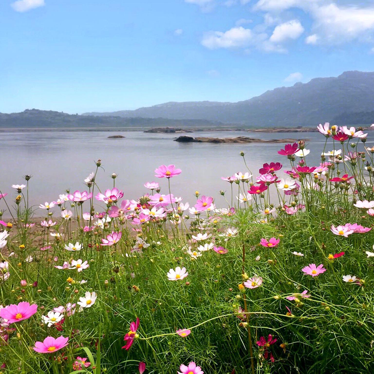 格桑花海 位于 木洞水码头,花期4~7月,鲜花浪漫铺
