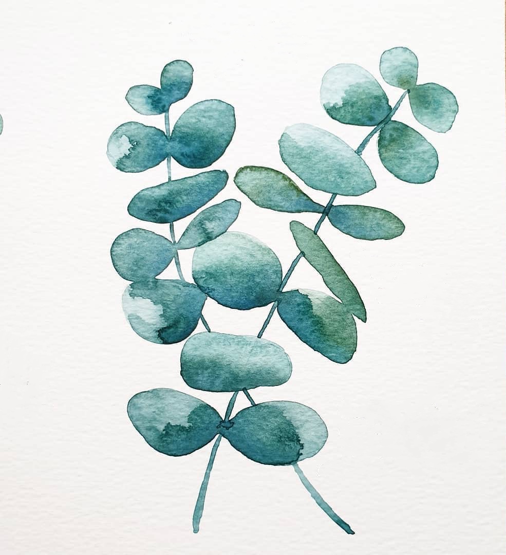 水彩入门教程:如何画尤加利树?