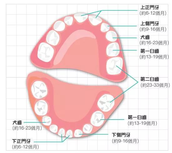 人的牙齿有多少颗?