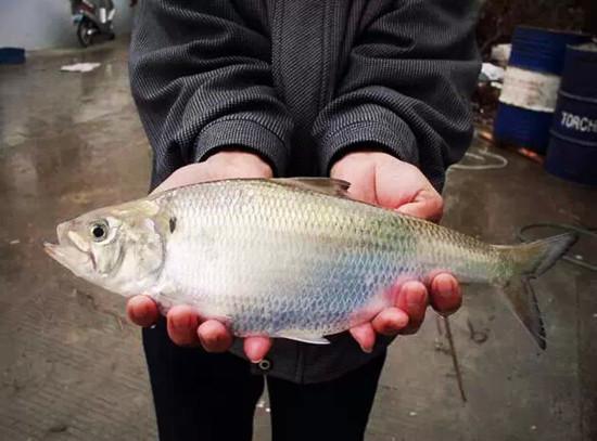 最貴的2種淡水魚,