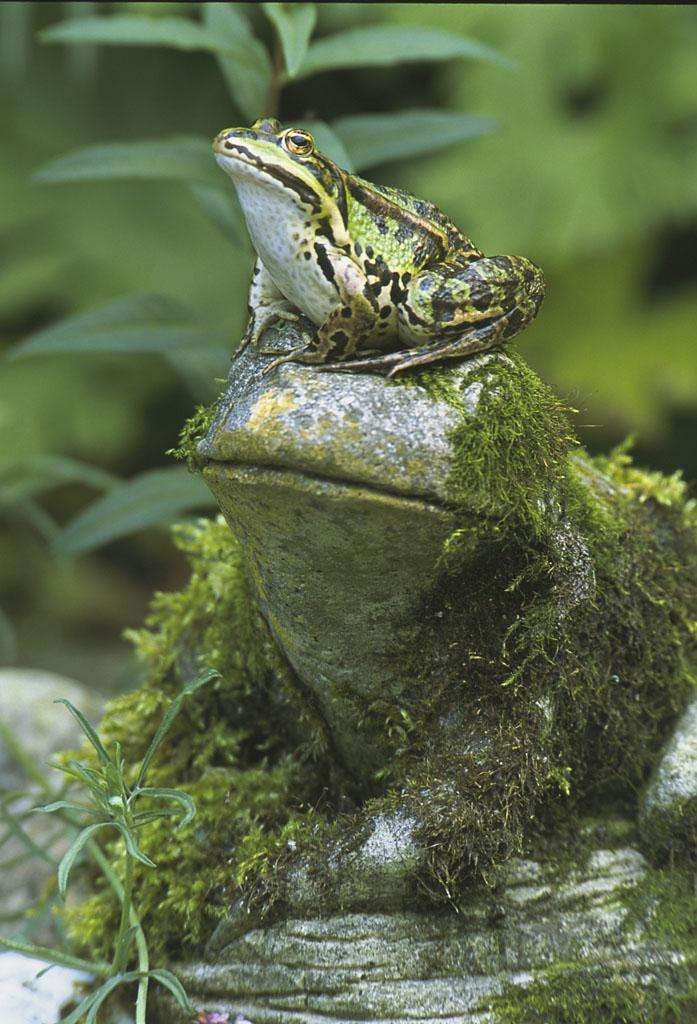 对达尔文蛙科你了解多少?达尔文蛙科知识大全