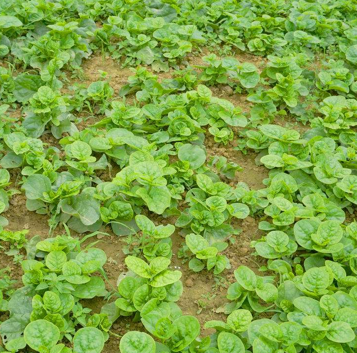 木耳菜什么时候种植好,如何进行种植,有什么管理方法