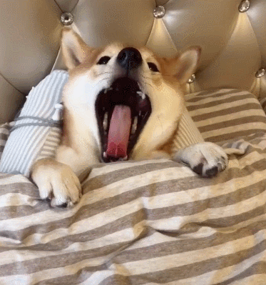 柴犬打哈欠想睡觉了,突然秒变脸成邪魅一笑,主人看了爆笑不已!