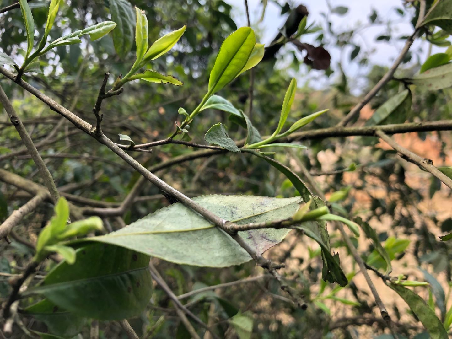 野茶很美,不知道大家有没有喝过野茶,会喜欢上野茶的味道吗?