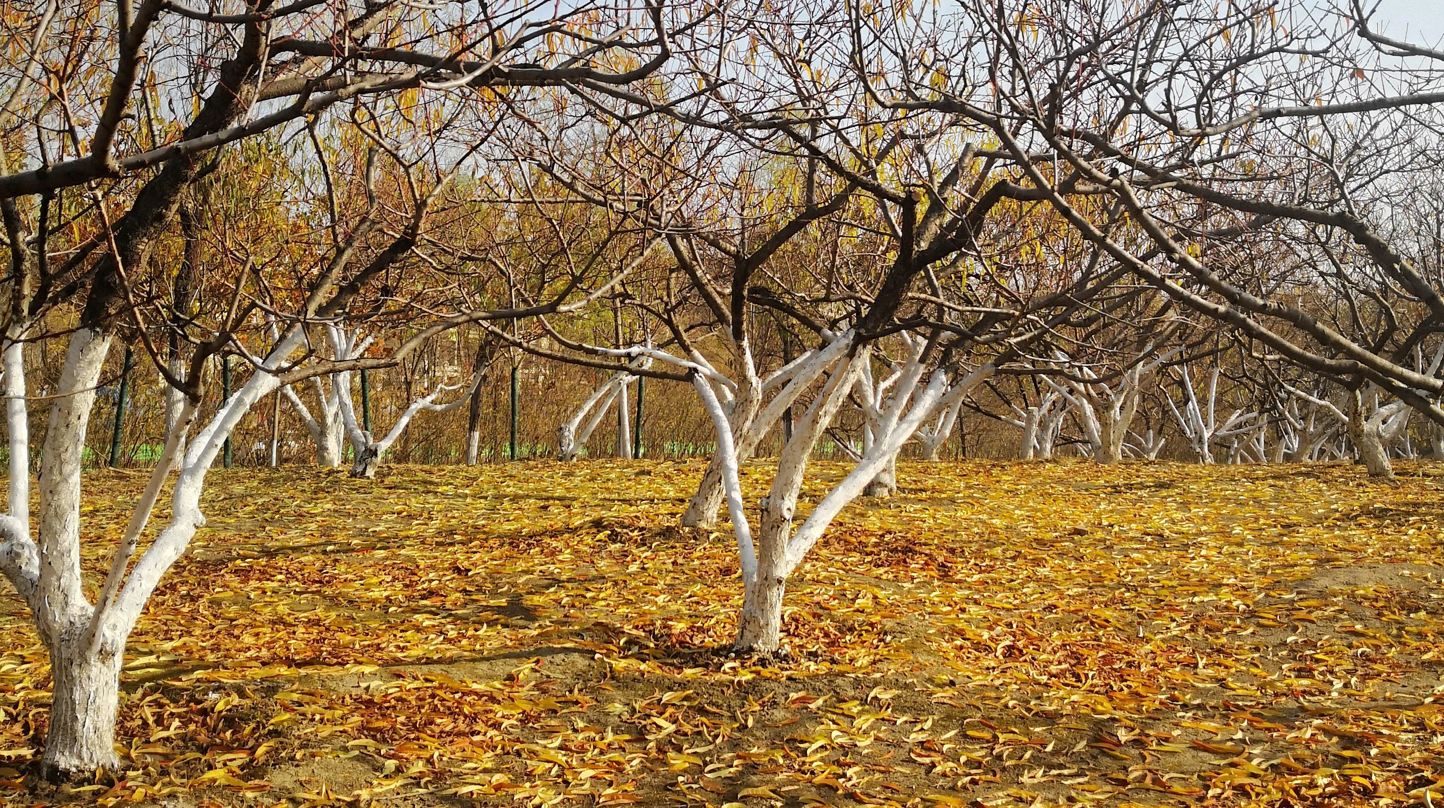 温带落叶阔叶林冬季图片