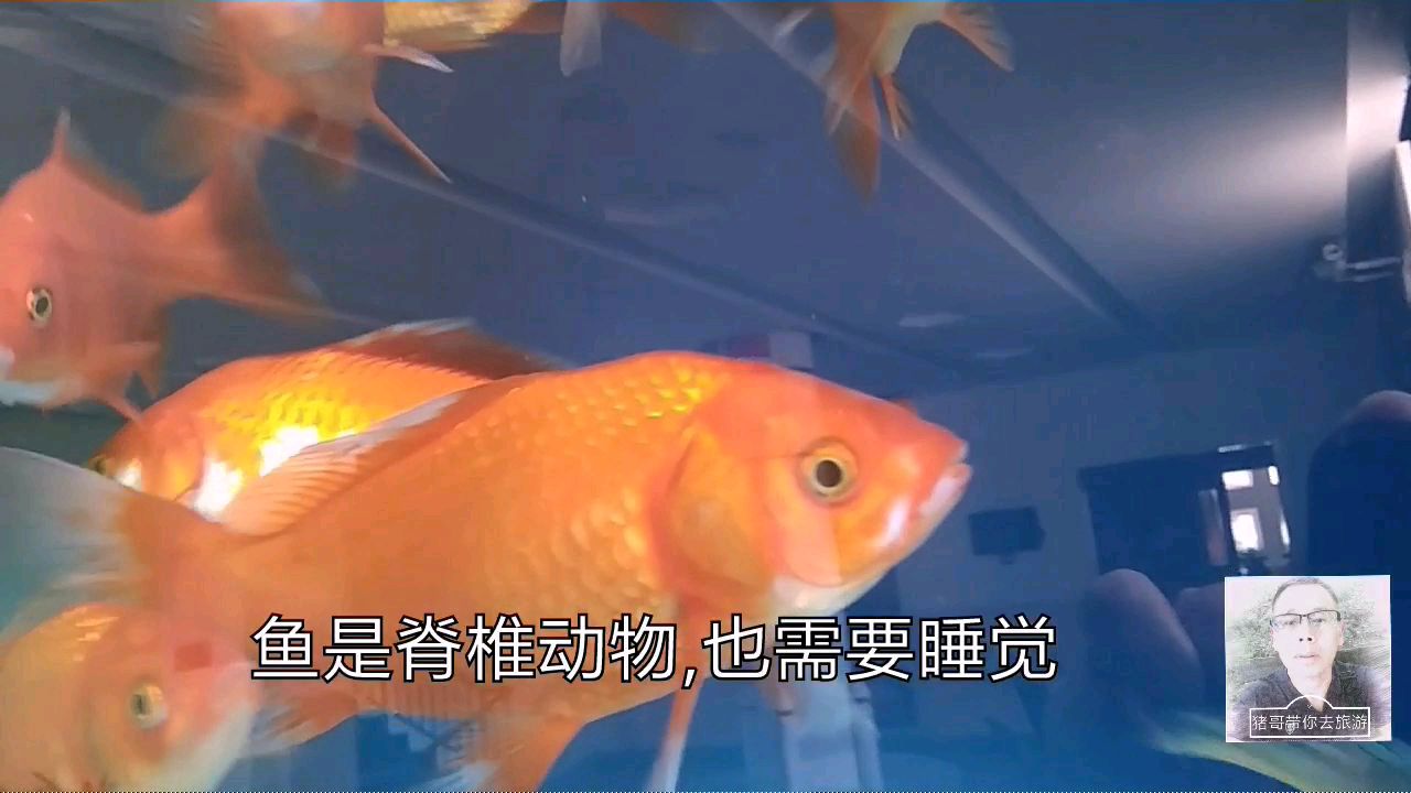 观赏鱼是这样睡觉的,耐心观察它们的生活习性