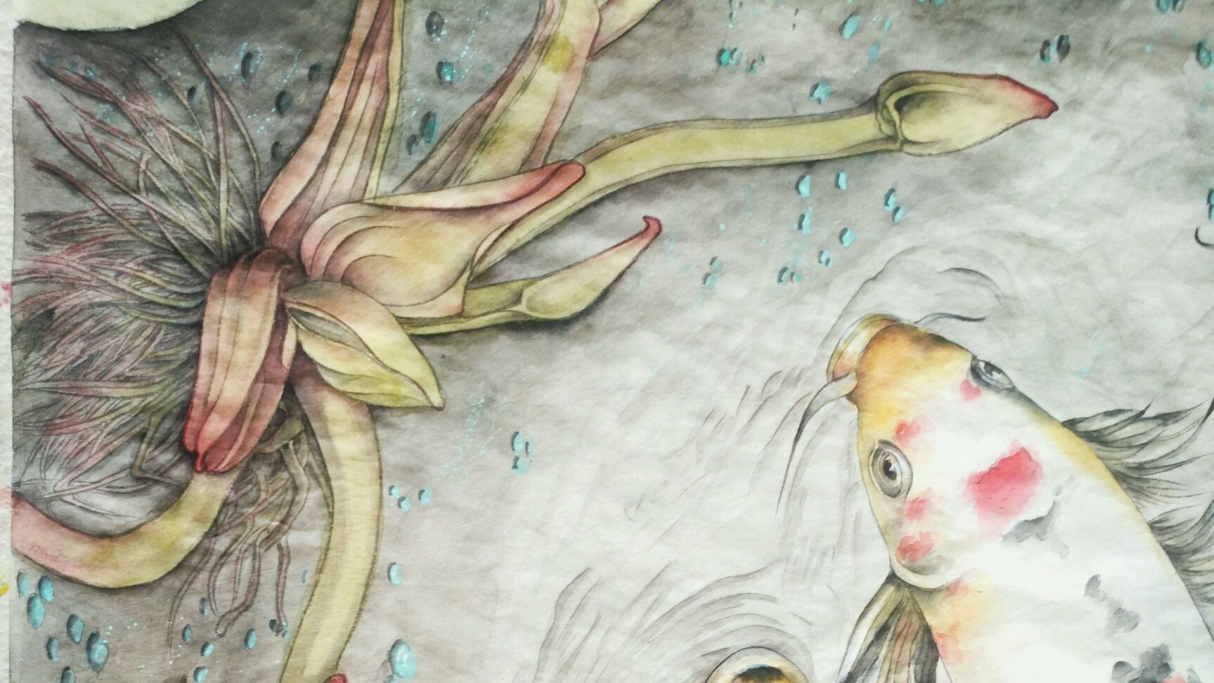 鱼戏荷香工笔分染之二