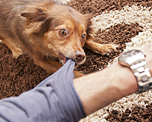 河南8岁男童等车时被狼狗咬伤,狗主人的做法让人气愤