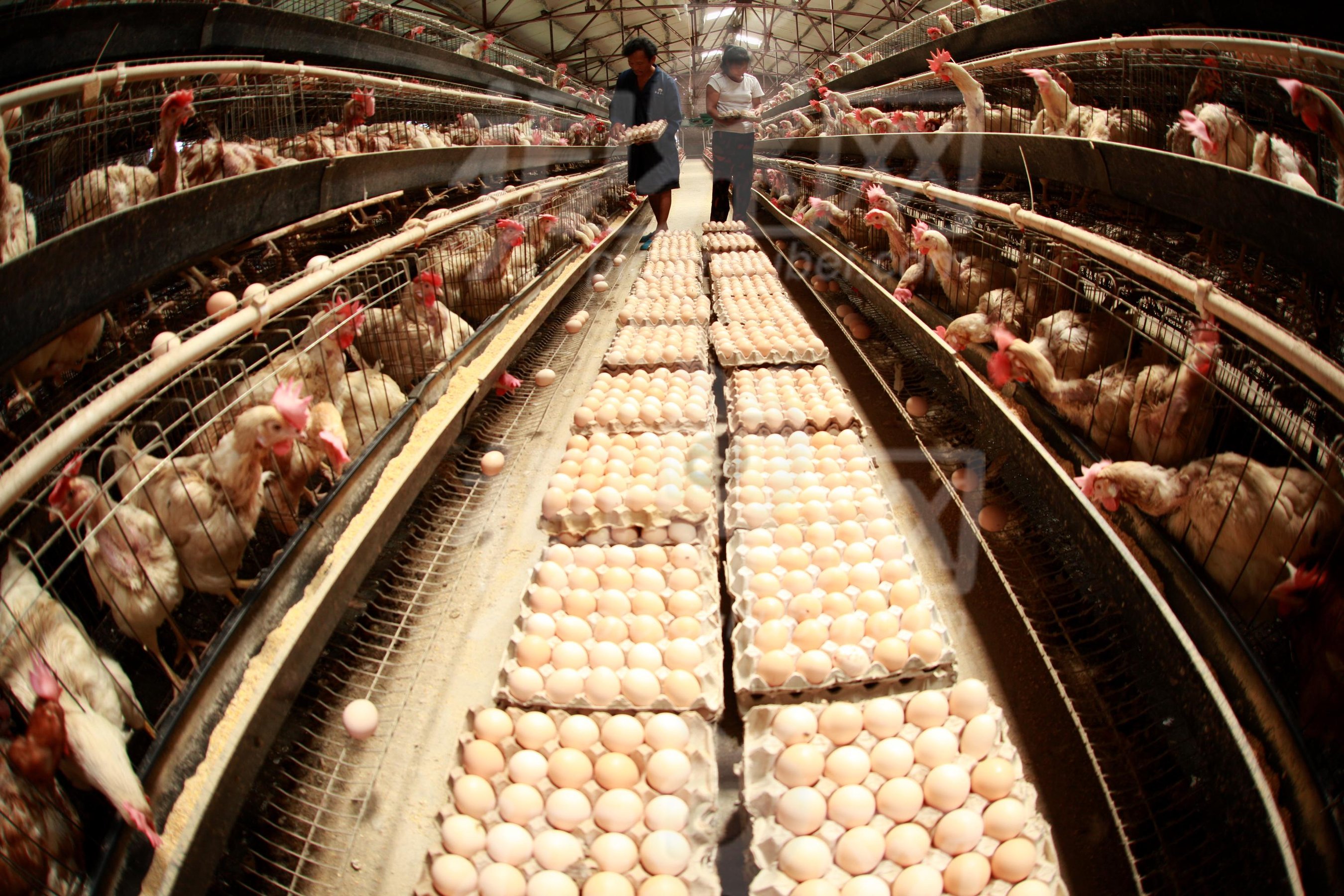 提高蛋鸡产蛋量的管理方法,养殖户的福利到了,赶紧来看一下吧