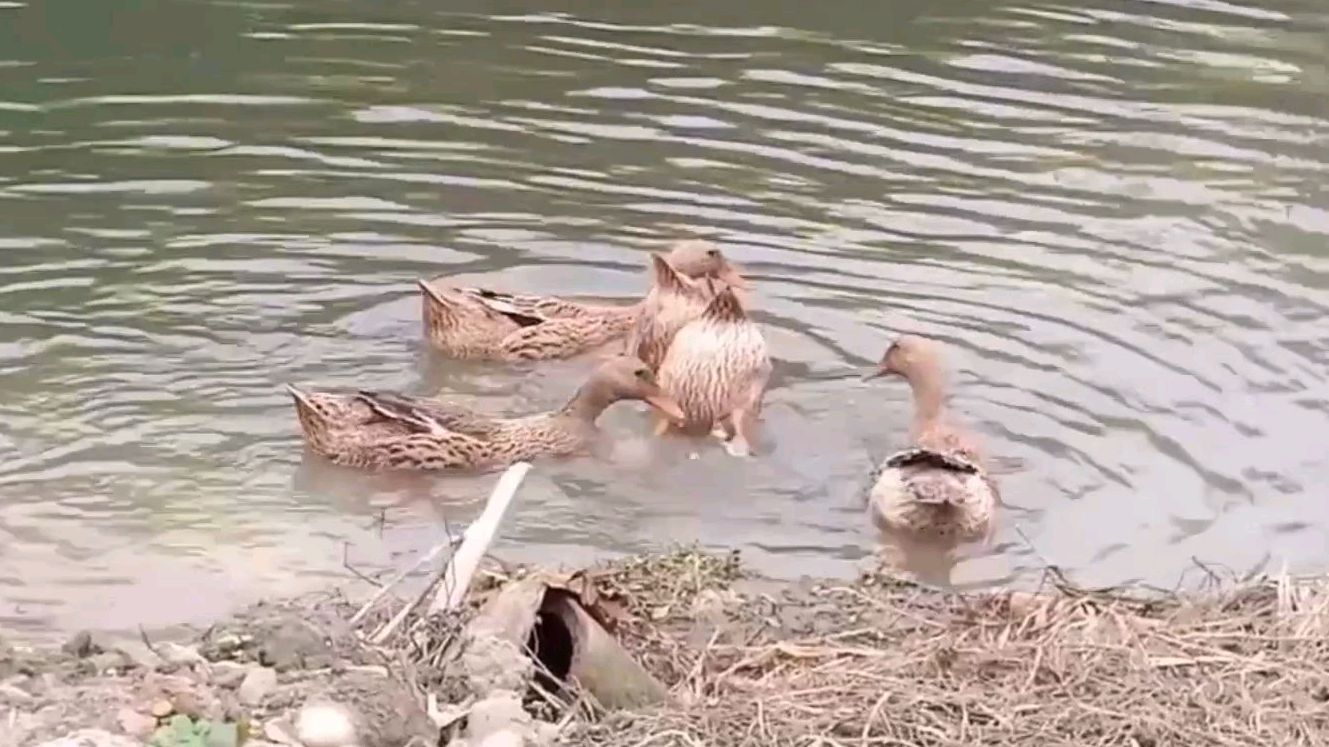 农村养的麻鸭,水里觅食美姿态
