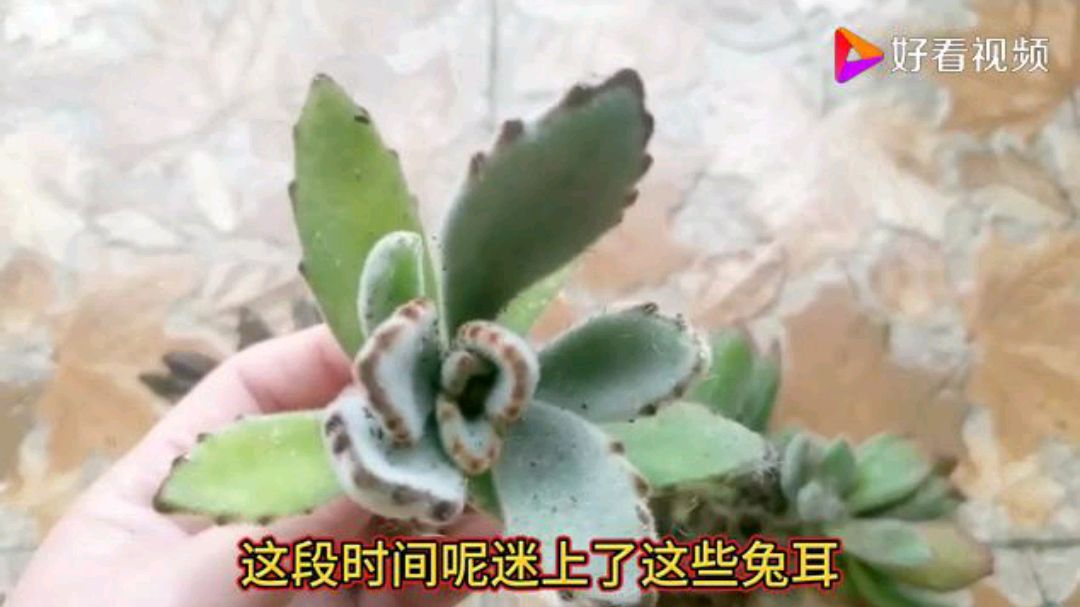 种多肉时盆底加上这一物,透水透气还省土,我称它宝物