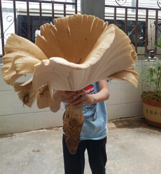 七彩云南巨型鸡枞王 菌盖绽放重达两斤半