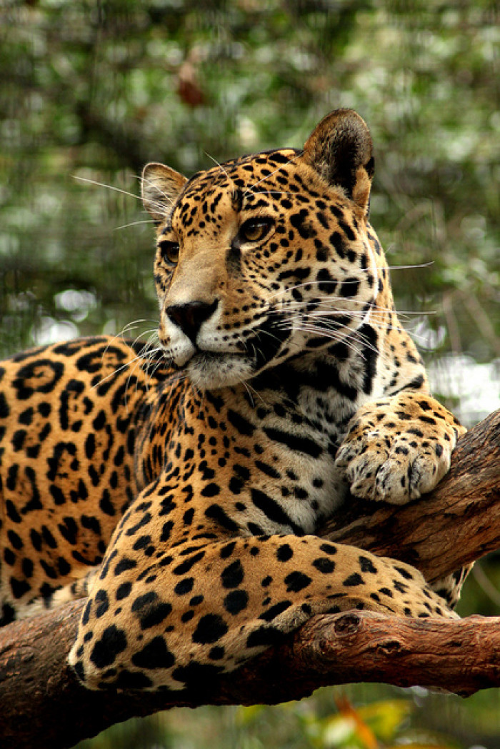 「大猫档案」凶残的猎食者豹先生