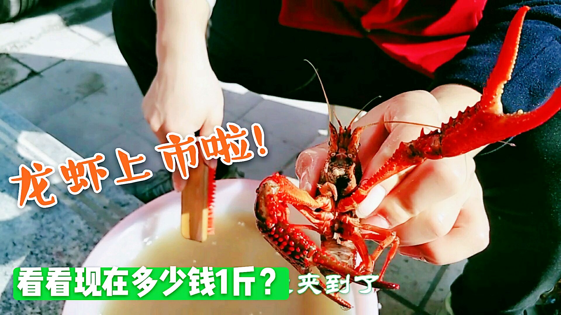 小龙虾上市啦!看今年市场价格是多少钱1斤?老爸一口气买5斤