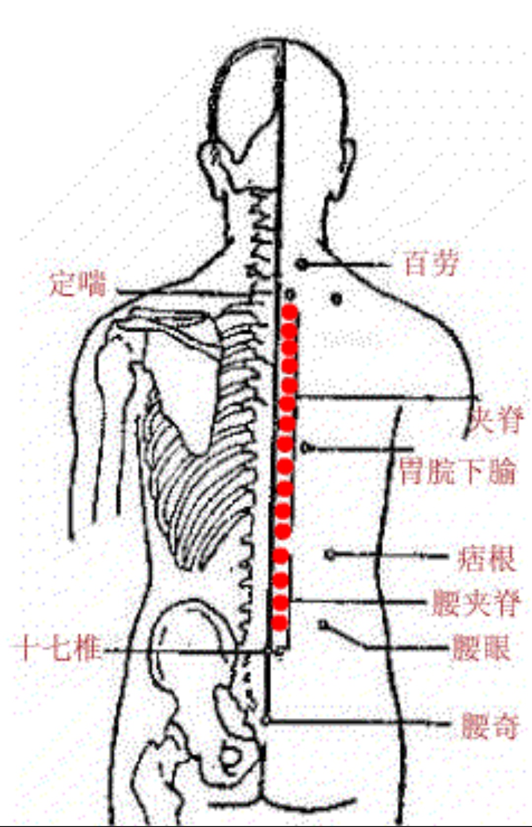 胸夹脊的准确位置图片图片