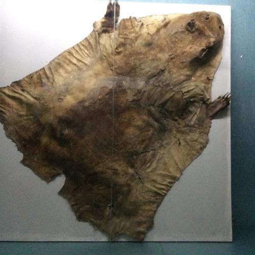 颇具神秘色彩!沈阳故宫的两张熊皮曾是传说中的"镇殿侯"