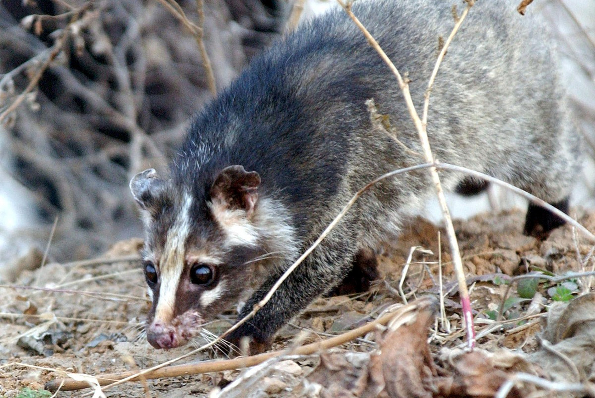 果子狸的皮毛也被视为珍贵的物品,用于制作高档的衣物和装饰品.
