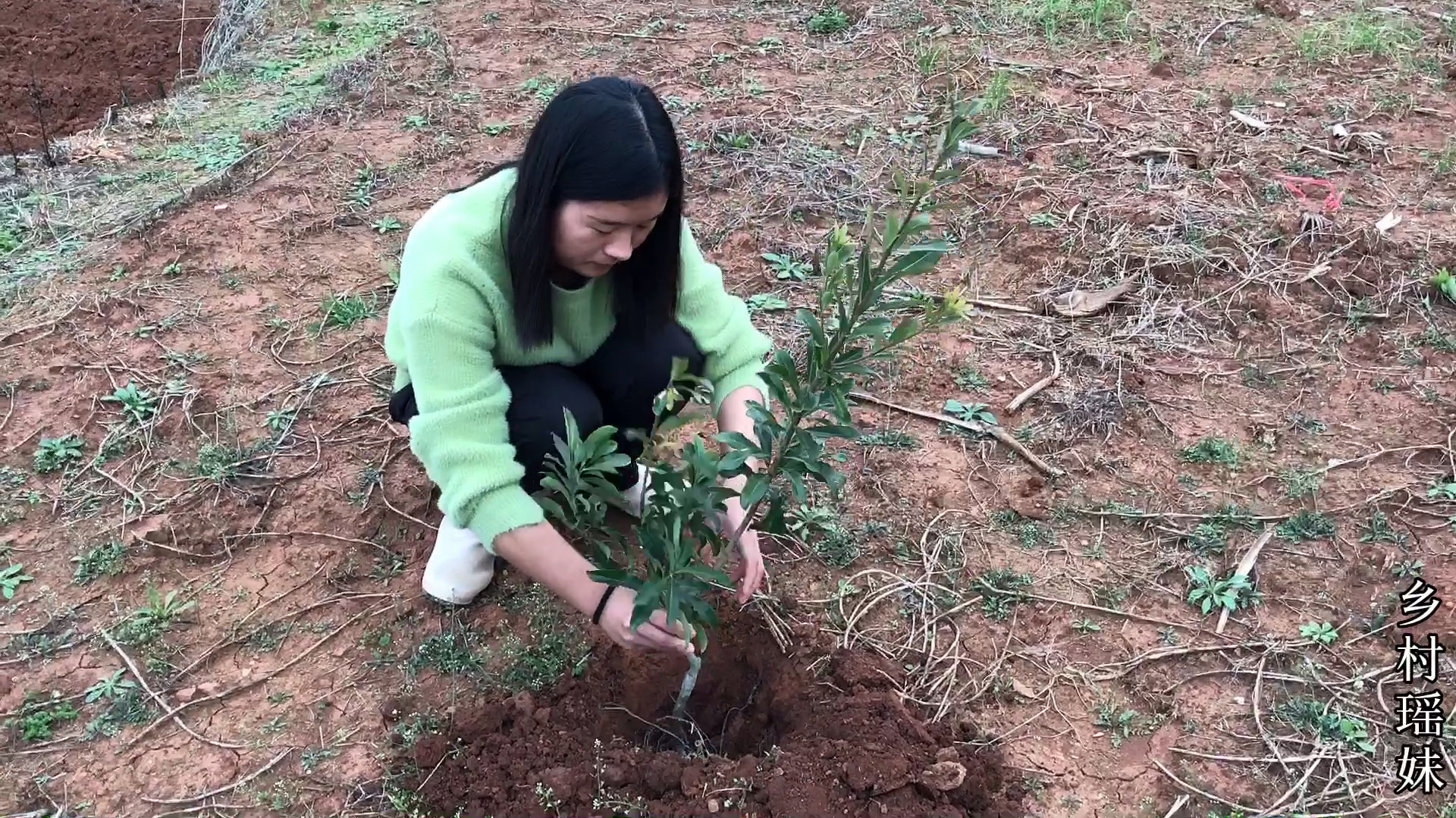 农村姑娘种果树,先给树泡水,种好还要踩压能成活吗?