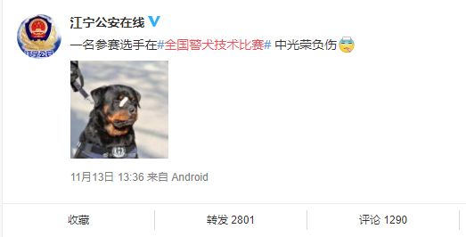 "创可贴警犬"走红!网友:这是男子汉的勋章!