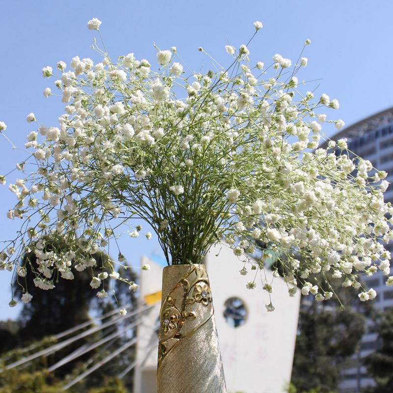 趣味测试:挑选一朵你喜欢的满天星,测测你的恋爱中智商有多高