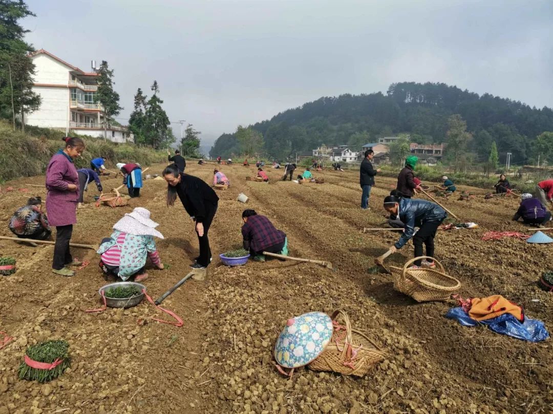 张义琼:苗岭山上的"百灵鸟"脱贫致富的带头人