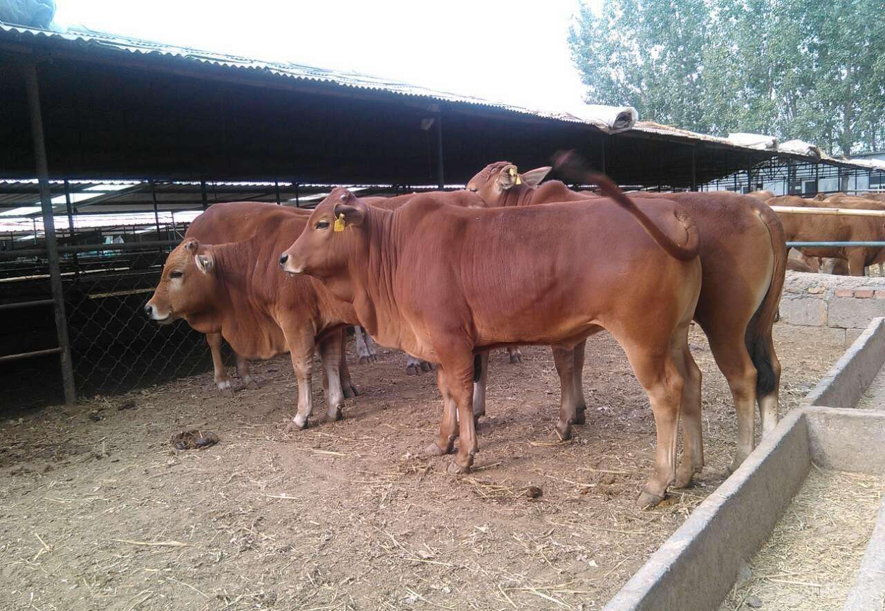 黄牛- 热门商品专区