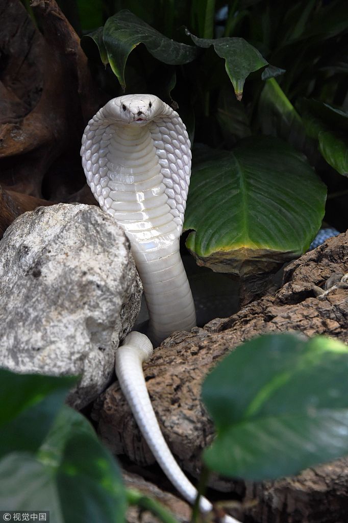 法国动物园首次成功繁育轻白化眼镜蛇 通体洁白十分罕见