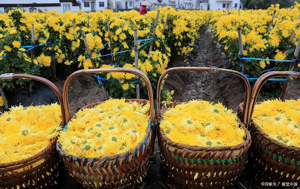 贡菊- 热门商品专区