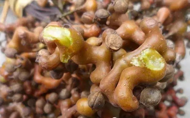 农村这种野果很少见,以前老农们称它丑八怪,现在却成了稀罕货