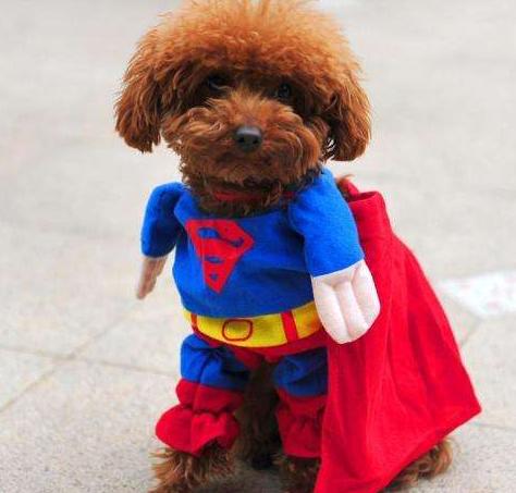 泰迪犬最讨厌的5件事,主人一定要注意,别被它嫌弃了!