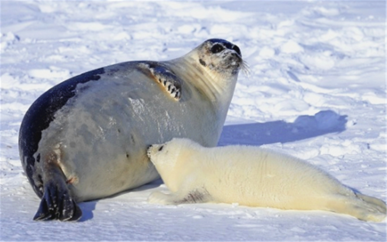 搜集了一些动物怀孕时候的照片,看上去比平时更可爱了. 有没有被萌到!