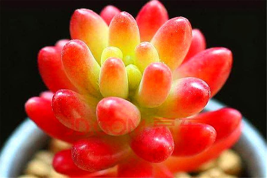 最好养的果冻多肉红之玉,秋天上色有"3招",鲜红绚紫饱满晶莹