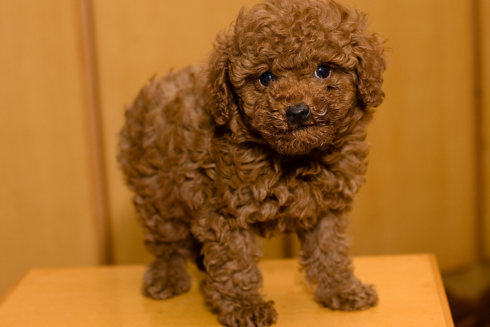 【泰迪——小巧可爱的时尚达人】  亲爱的朋友们,今天我要向大家介绍