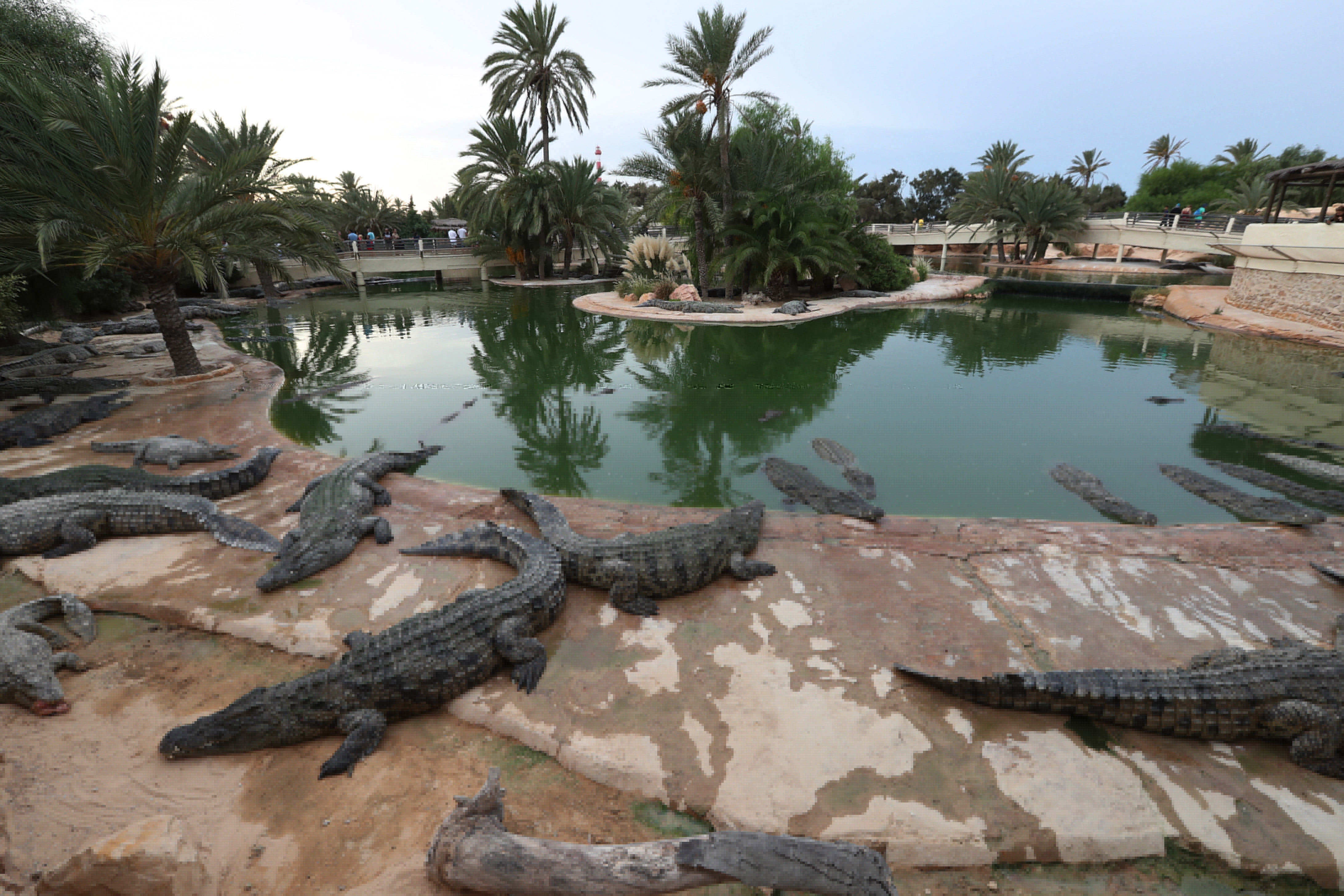 突尼斯的尼罗鳄(7)