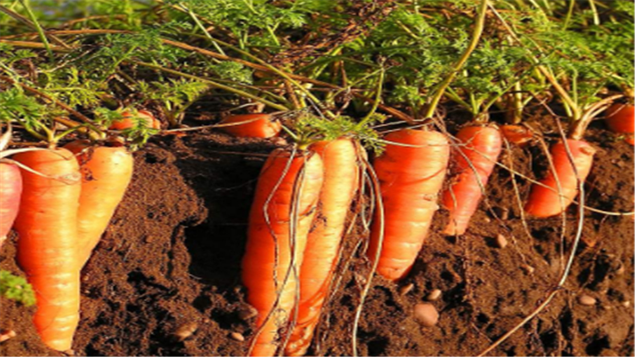 如何种植胡萝卜,有哪些注意事项