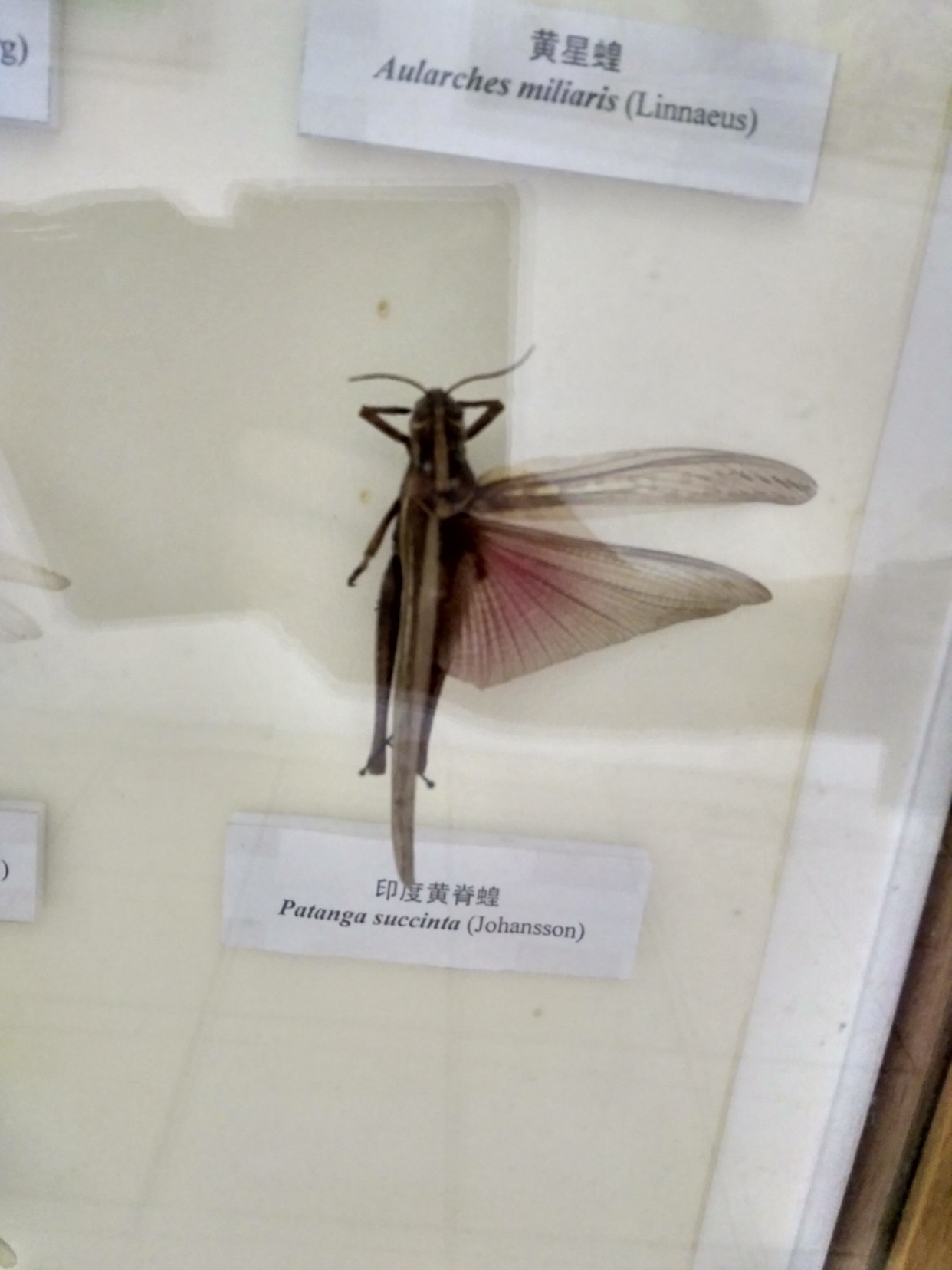 生物博物馆之旅看蝗虫标本,即想到,古代可否靠"吃"来应对蝗灾