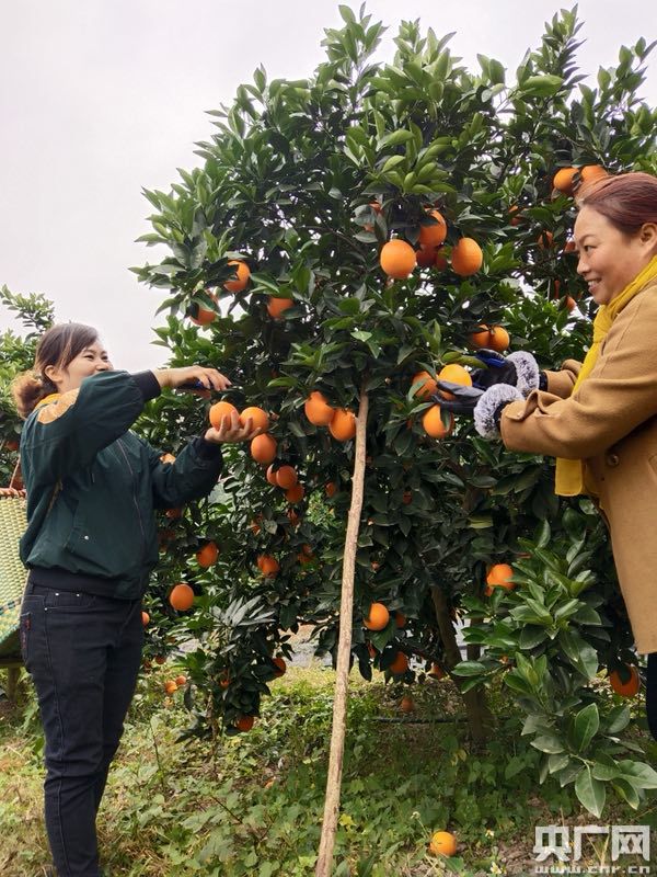 四川古蔺甜橙上市 "电商平台 特色产业"助力精准扶贫