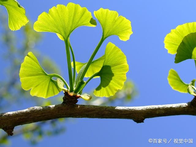 银杏树的特征,习性,繁殖及栽培的方法