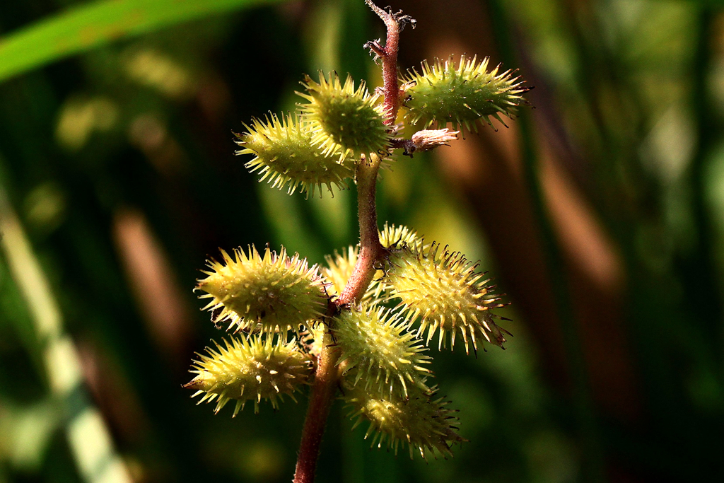 一种植物,果实有刺,人称"小刺猬",清热解毒,若见到,请留意
