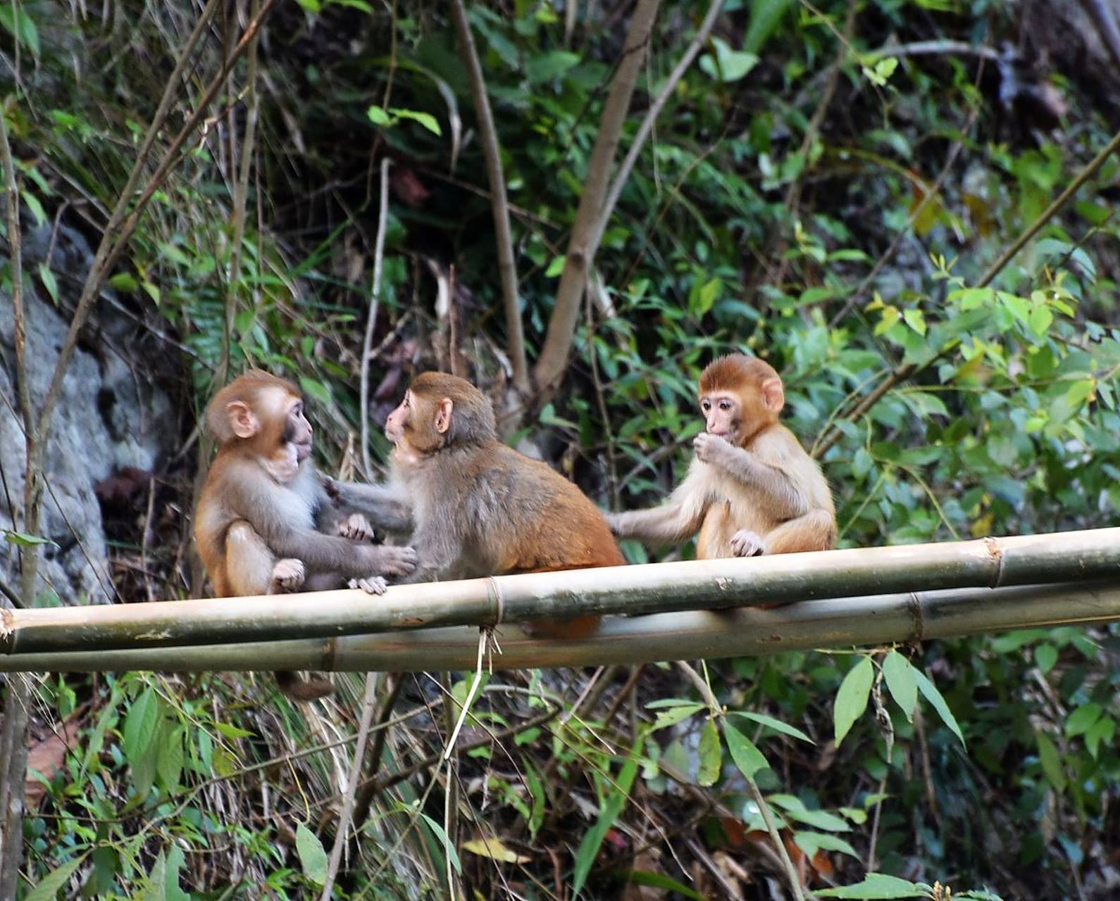 猴王谷景区是文成县西部山区的一颗明珠,面积约为1046公顷,拥有2万余