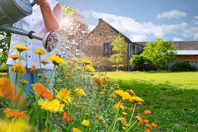 浇花有讲究,什么时间段浇水最合适,真不是你说了算!