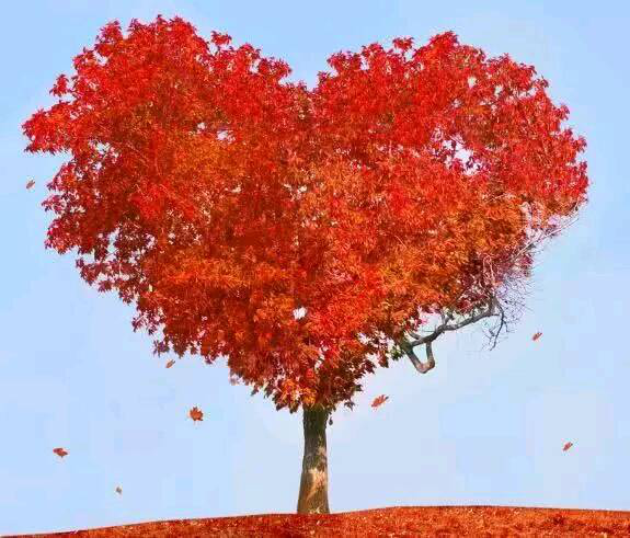 趣味测试:四颗爱心树哪一个最吸引你,测测你的桃花运来了没有!