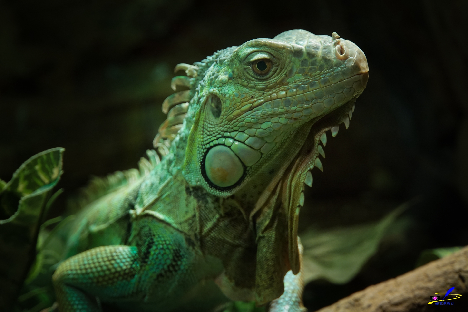 爬行动物是不是恐龙的后裔?怎么看都像