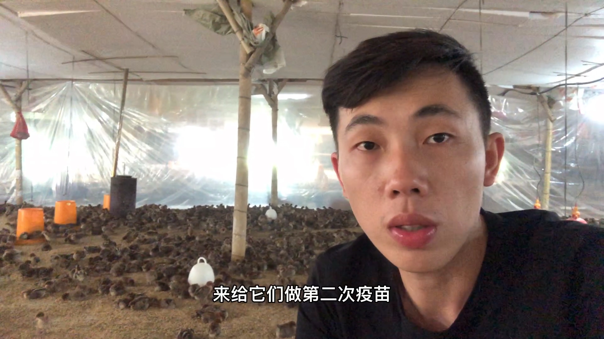 脱温鸡养殖视频分享第7期,疫苗接种流程讲解!不懂的戳进来看