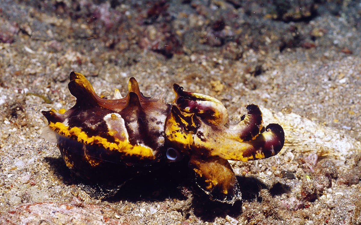 火焰墨鱼:栖身海底的即死毒药